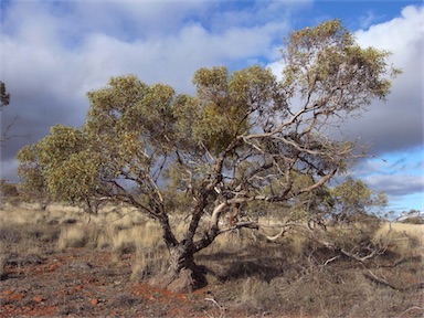 APII jpeg image of Eucalyptus socialis subsp. socialis  © contact APII