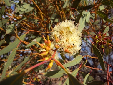 APII jpeg image of Eucalyptus socialis subsp. socialis  © contact APII