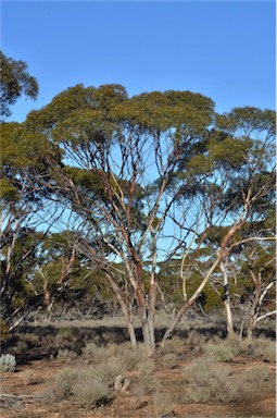 APII jpeg image of Eucalyptus gracilis  © contact APII