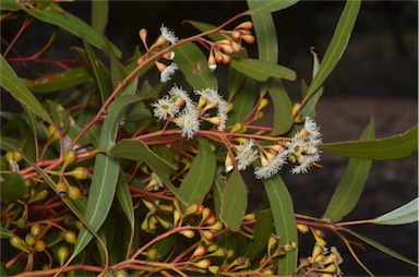 APII jpeg image of Eucalyptus gracilis  © contact APII