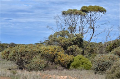 APII jpeg image of Eucalyptus yalatensis  © contact APII