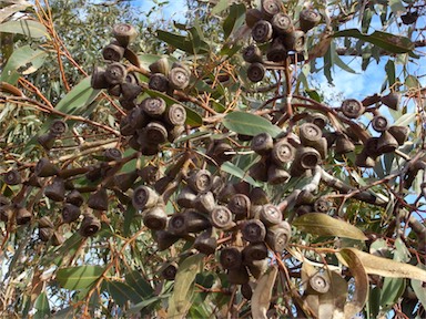 APII jpeg image of Eucalyptus gomphocephala  © contact APII