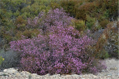 APII jpeg image of Boronia inornata  © contact APII