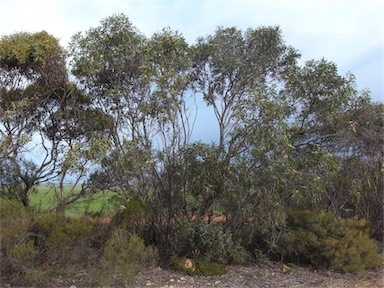 APII jpeg image of Eucalyptus diversifolia subsp. diversifolia  © contact APII