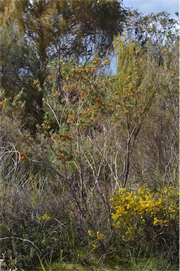 APII jpeg image of Pultenaea tenuifolia  © contact APII