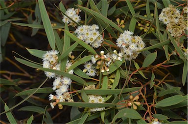 APII jpeg image of Eucalyptus gracilis  © contact APII