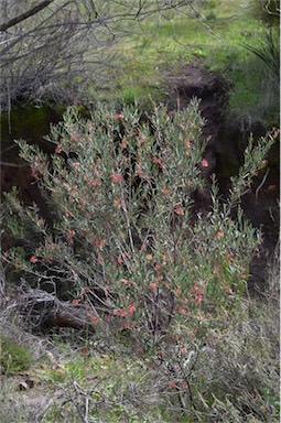 APII jpeg image of Grevillea aspera  © contact APII