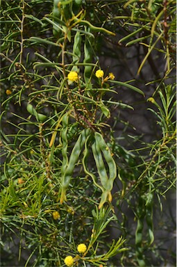 APII jpeg image of Acacia euthycarpa subsp. euthycarpa  © contact APII