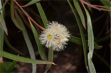 APII jpeg image of Eucalyptus apiculata  © contact APII