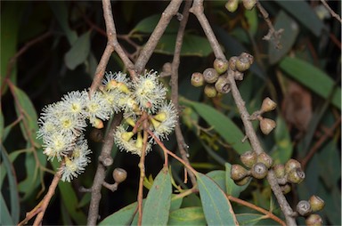 APII jpeg image of Eucalyptus radiata subsp. radiata  © contact APII