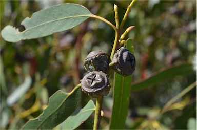 APII jpeg image of Eucalyptus globulus subsp. globulus  © contact APII