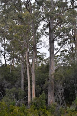 APII jpeg image of Eucalyptus obliqua  © contact APII