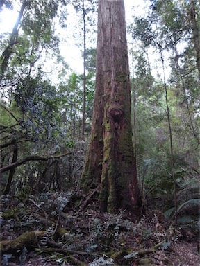 APII jpeg image of Eucalyptus obliqua  © contact APII