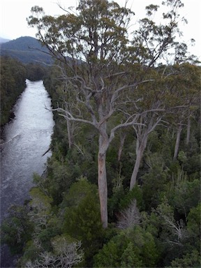 APII jpeg image of Eucalyptus obliqua  © contact APII