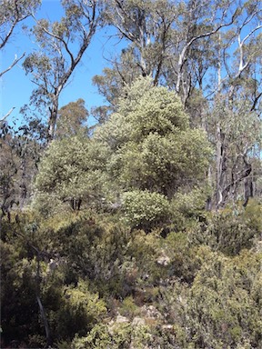 APII jpeg image of Hakea lissosperma  © contact APII