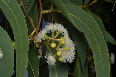 APII jpeg image of Eucalyptus haemastoma  © contact APII