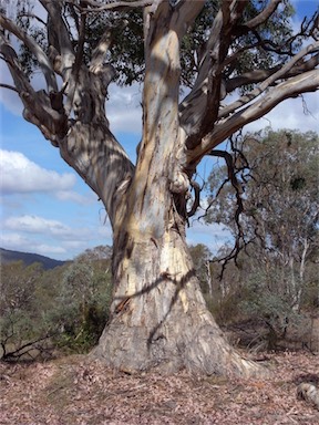 APII jpeg image of Eucalyptus polyanthemos  © contact APII