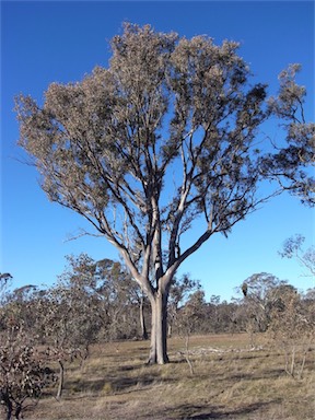 APII jpeg image of Eucalyptus blakelyi  © contact APII