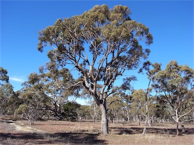 APII jpeg image of Eucalyptus bridgesiana  © contact APII