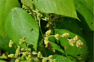 APII jpeg image of Macaranga involucrata  © contact APII