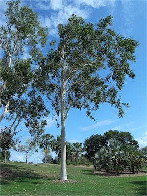 APII jpeg image of Eucalyptus platyphylla  © contact APII