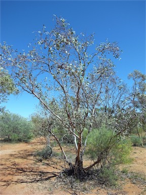 APII jpeg image of Eucalyptus oxymitra  © contact APII