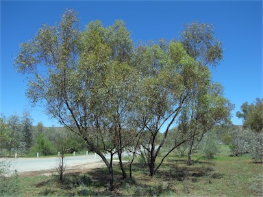 APII jpeg image of Eucalyptus normantonensis  © contact APII