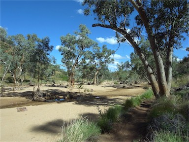 APII jpeg image of Eucalyptus camaldulensis  © contact APII