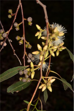 APII jpeg image of Eucalyptus blakelyi  © contact APII