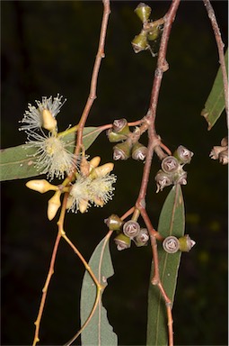 APII jpeg image of Eucalyptus blakelyi  © contact APII