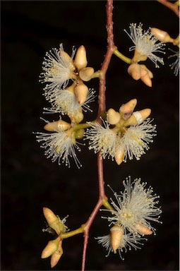 APII jpeg image of Eucalyptus blakelyi  © contact APII