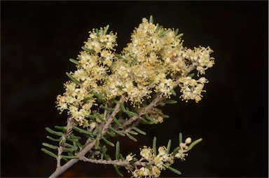 APII jpeg image of Pomaderris phylicifolia subsp. ericoides  © contact APII