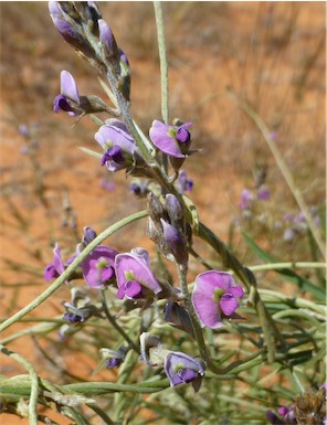 APII jpeg image of Glycine canescens  © contact APII