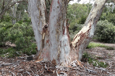 APII jpeg image of Eucalyptus mannifera  © contact APII