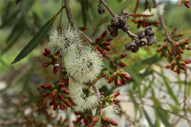 APII jpeg image of Eucalyptus bakeri  © contact APII