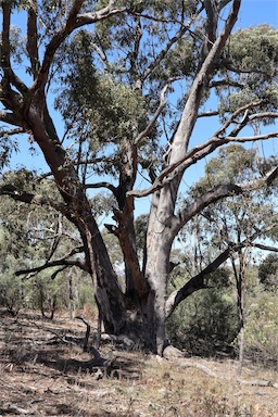 APII jpeg image of Eucalyptus bridgesiana  © contact APII