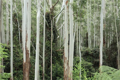 APII jpeg image of Eucalyptus saligna  © contact APII