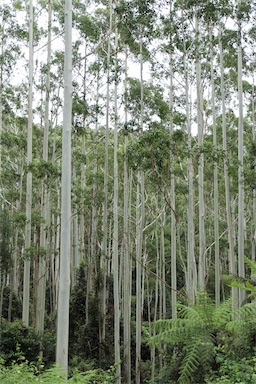 APII jpeg image of Eucalyptus saligna  © contact APII