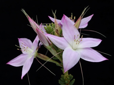 APII jpeg image of Calytrix glutinosa  © contact APII