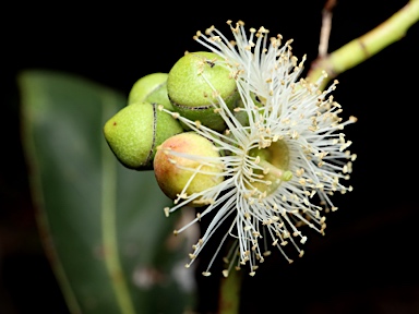 APII jpeg image of Eucalyptus kitsoniana  © contact APII