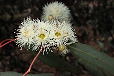 APII jpeg image of Eucalyptus melliodora  © contact APII