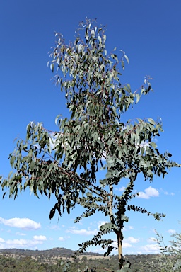 APII jpeg image of Eucalyptus bridgesiana  © contact APII