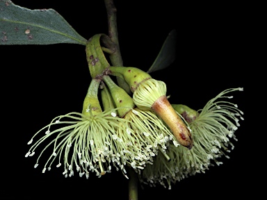 APII jpeg image of Eucalyptus cerasiformis  © contact APII