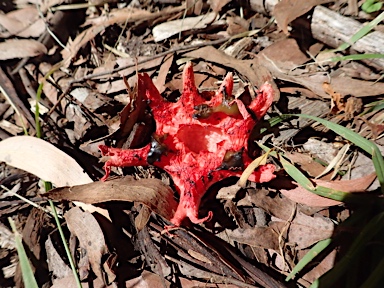 APII jpeg image of Clathrus archeri  © contact APII