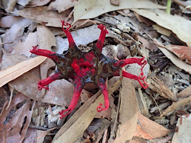 APII jpeg image of Clathrus archeri  © contact APII