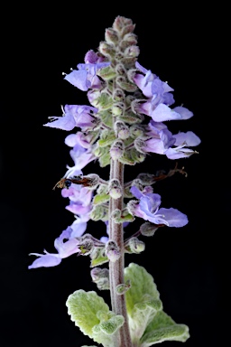 APII jpeg image of Plectranthus torrenticola  © contact APII