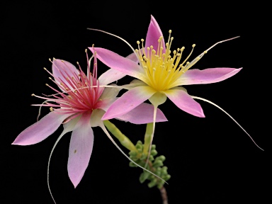 APII jpeg image of Calytrix longiflora  © contact APII