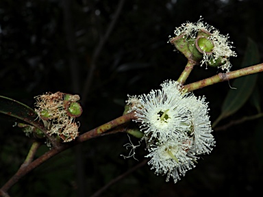 APII jpeg image of Eucalyptus stricta  © contact APII