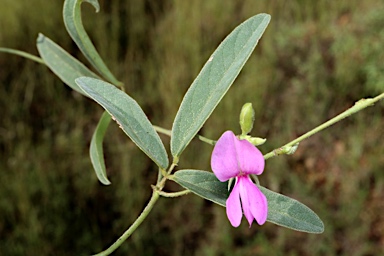 APII jpeg image of Galactia tenuiflora  © contact APII