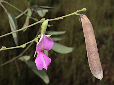 APII jpeg image of Galactia tenuiflora  © contact APII